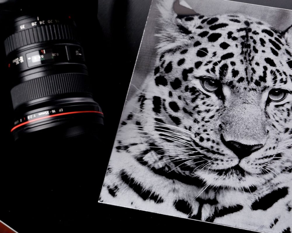 material-grabado-gravoxal-foto-tigre.img
