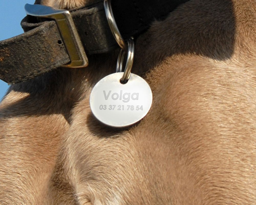 sector-personalizacion-medallas-mascotas-perro-volga.img