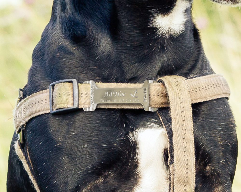 sector-personalizacion-medallas-mascotas-perro.img